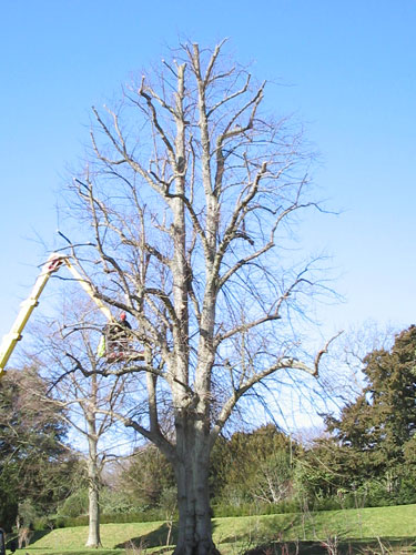 Crown reduction