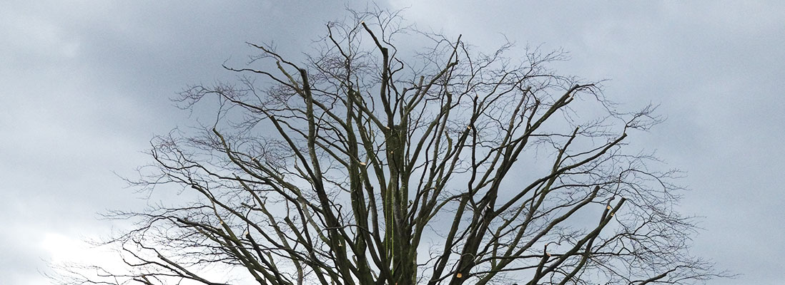 Crown reduction Hampshire