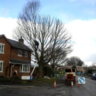 Crown reduction of a hornbeam in Wickham